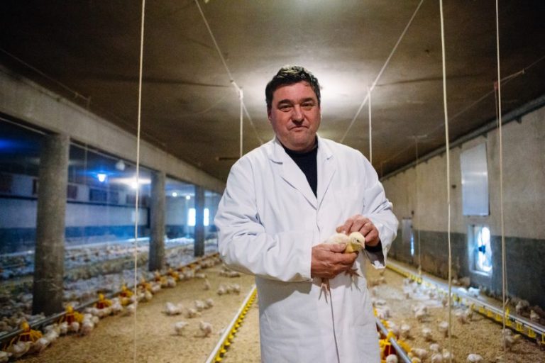 Reja piščancev traja mesec in pol