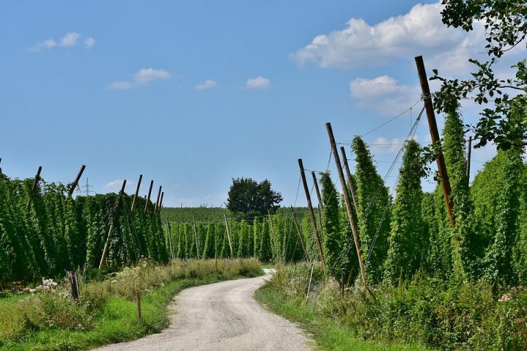 Zaradi vremenskih razmer – zgodnje obiranje hmelja?