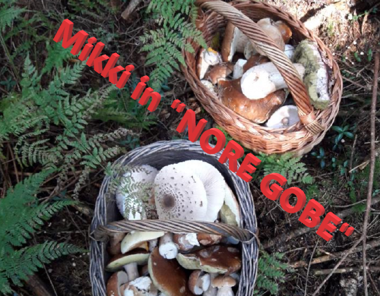 Gobe, lastniki gozdov in zakonodaja – kdo je tu požrešen?