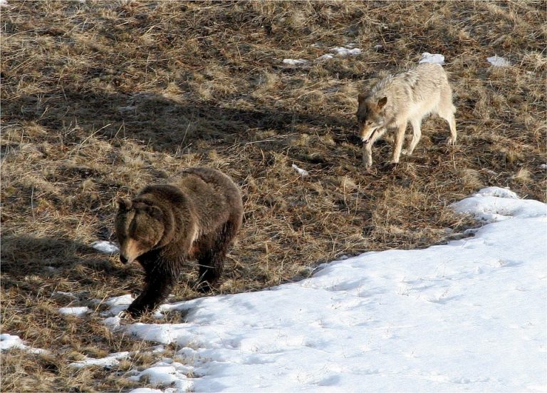 V Zgornje Savinjski dolini medved in volk!