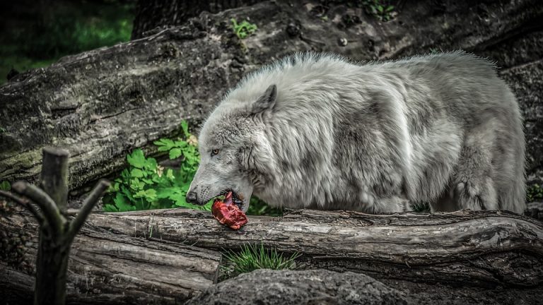 Kako je mogoče, da so življenja zveri v Sloveniji pomembnejša od življenja naših domačih živali?