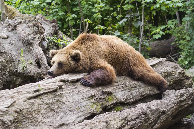 Triglavski narodni park obvešča – previdno – naletite lahko na medveda ali volka