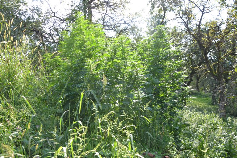 Zasegi prepovedanih drog – Žalec, Velenje, Radlje ob Dravi in Celje