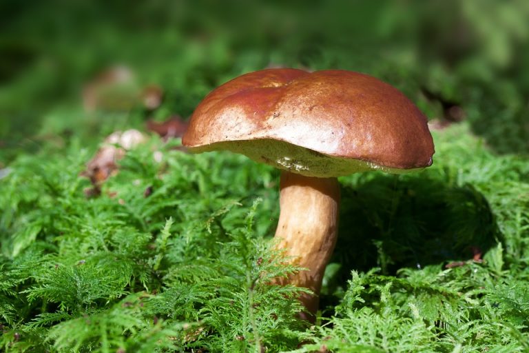 Ali veste, da boste morali nabirati gobe v določenih oblačilih?