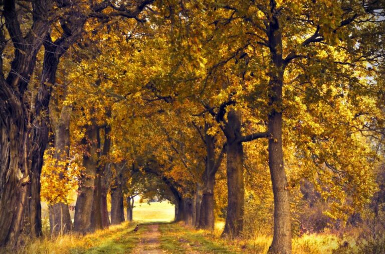 V decembru je Občina Šoštanj sadila drevesa
