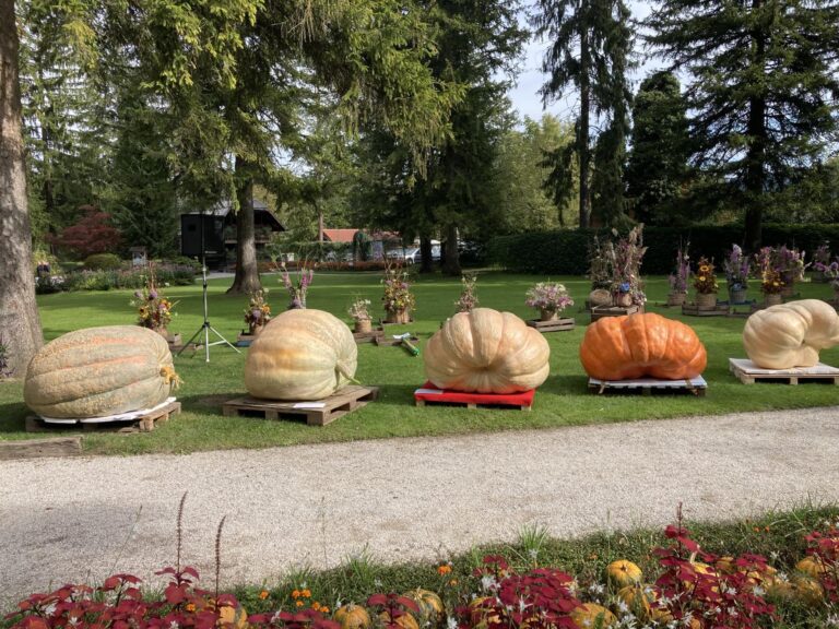 Najtežja buča v Mozirskem gaju je tokrat tehtala 533 kg.