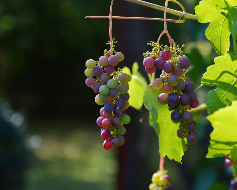 Kaj ste na ministrstvu naredili za to, da se vinogradništvo ne bi opuščalo?