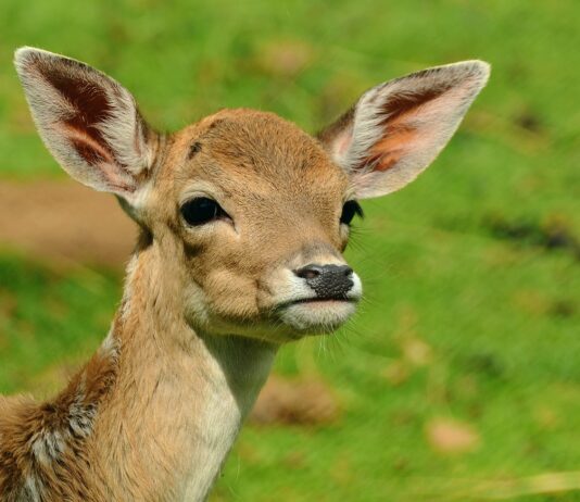 OBČINA VELENJE POZIVA: PROSTOŽIVEČIH ŽIVALI V URBANEM OKOLJU NE HRANIMO